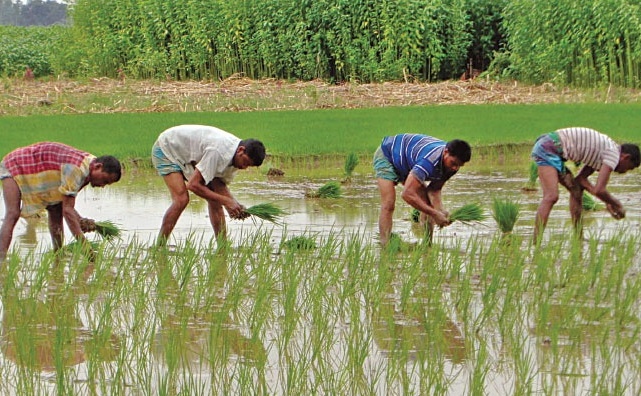 মধ্যপ্রাচ্যের যুদ্ধের প্রভাব দক্ষিণ এশিয়ার কৃষিতে: আল-জাজিরার বিশ্লেষণ