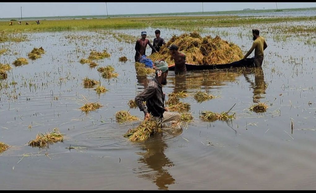 হাওর রক্ষায় জরুরি পদক্ষেপের দাবি বিজিপির–আগাম বন্যা, দুর্নীতি ও অব্যবস্থাপনায় হাওরাঞ্চল বিপর্যস্ত: এম এ আলীম সরকার